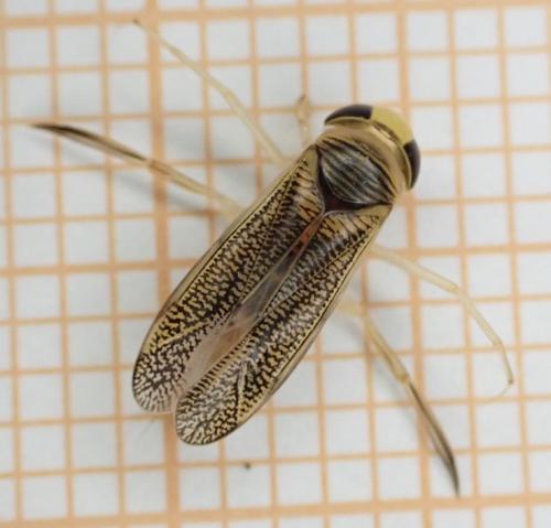 Sigara striata